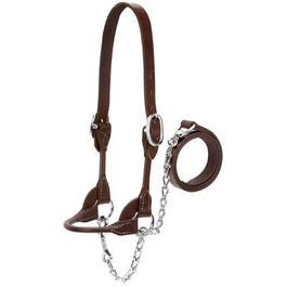 4-H Cattle Show Halter, Brown Bridle Leather, Medium, 20-In. Chain x 36-In. Lead Online Sale